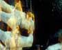 Ghost Rider - 8 x 10 Color Photo #9