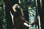 Greystoke: The Legend of Tarzan, Lord of the Apes - 8 x 10 Color Photo #10
