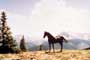 Gypsy Colt - 8 x 10 Color Photo #1