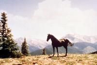 Gypsy Colt - 8 x 10 Color Photo #1