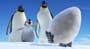 Happy Feet - 8 x 10 Color Photo #4