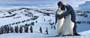 Happy Feet - 8 x 10 Color Photo #10