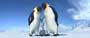 Happy Feet - 8 x 10 Color Photo #14