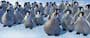 Happy Feet - 8 x 10 Color Photo #15