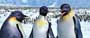 Happy Feet - 8 x 10 Color Photo #16
