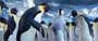 Happy Feet - 8 x 10 Color Photo #19
