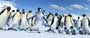 Happy Feet - 8 x 10 Color Photo #22