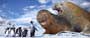 Happy Feet - 8 x 10 Color Photo #26