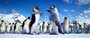 Happy Feet - 8 x 10 Color Photo #40