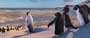 Happy Feet - 8 x 10 Color Photo #45