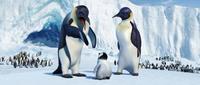 Happy Feet - 8 x 10 Color Photo #1