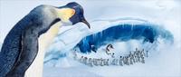 Happy Feet - 8 x 10 Color Photo #7