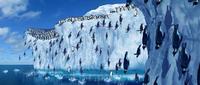 Happy Feet - 8 x 10 Color Photo #11
