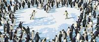 Happy Feet - 8 x 10 Color Photo #13