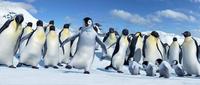 Happy Feet - 8 x 10 Color Photo #22