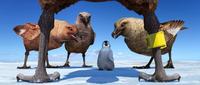 Happy Feet - 8 x 10 Color Photo #23