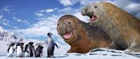 Happy Feet - 8 x 10 Color Photo #26