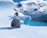 Happy Feet - 8 x 10 Color Photo #38