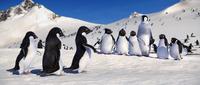 Happy Feet - 8 x 10 Color Photo #39