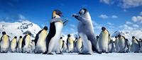 Happy Feet - 8 x 10 Color Photo #40