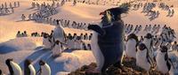 Happy Feet - 8 x 10 Color Photo #41