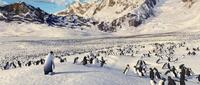 Happy Feet - 8 x 10 Color Photo #44