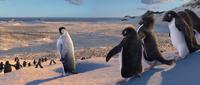 Happy Feet - 8 x 10 Color Photo #45