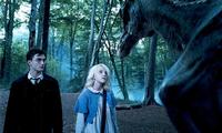 Harry Potter and the Order of the Phoenix - 8 x 10 Color Photo #46