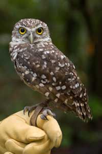 Hoot - 8 x 10 Color Photo #25