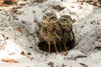 Hoot - 8 x 10 Color Photo #32