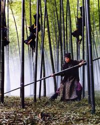 House of Flying Daggers - 8 x 10 Color Photo #23
