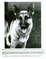 K-9 - 8 x 10 B&W Photo #8