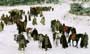 King Arthur - 8 x 10 Color Photo #11