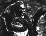 King Kong - 8 x 10 B&W Photo #20