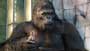 King Kong - 8 x 10 Color Photo #26