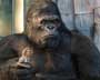 King Kong - 8 x 10 Color Photo #67