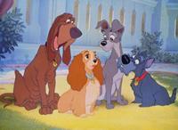 Lady and the Tramp - 8 x 10 Color Photo #1