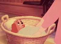 Lady and the Tramp - 8 x 10 Color Photo #12