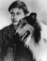 Lassie, Come Home - 8 x 10 B&W Photo #1
