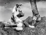 Lassie, Come Home - 8 x 10 B&W Photo #4