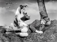 Lassie, Come Home - 8 x 10 B&W Photo #4