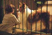 Lassie - 8 x 10 Color Photo #1