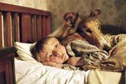 Lassie - 8 x 10 Color Photo #3