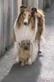 Lassie - 8 x 10 Color Photo #5