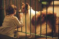 Lassie - 8 x 10 Color Photo #1