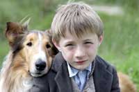 Lassie - 8 x 10 Color Photo #2