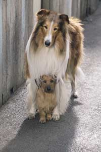 Lassie - 8 x 10 Color Photo #5
