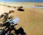 Lawrence of Arabia - 8 x 10 Color Photo #3