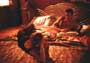 Lionheart - 8 x 10 Color Photo #1