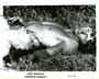 Lonesome Cowboys - 8 x 10 B&W Photo #1